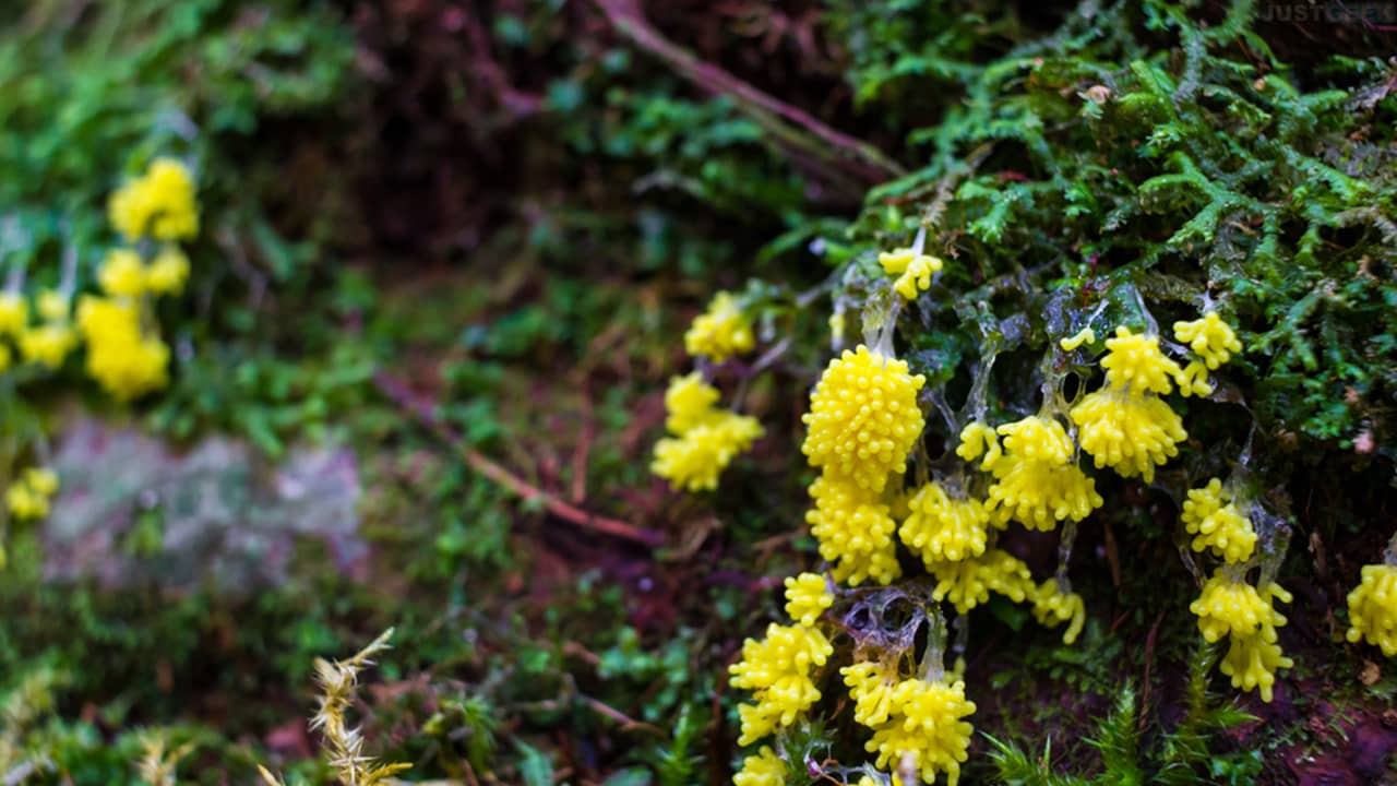 Tout savoir sur le blob, une espèce unicellulaire qui fascine – JustGeek – Thebuzzly'un blob dans une partie humide de la forêt