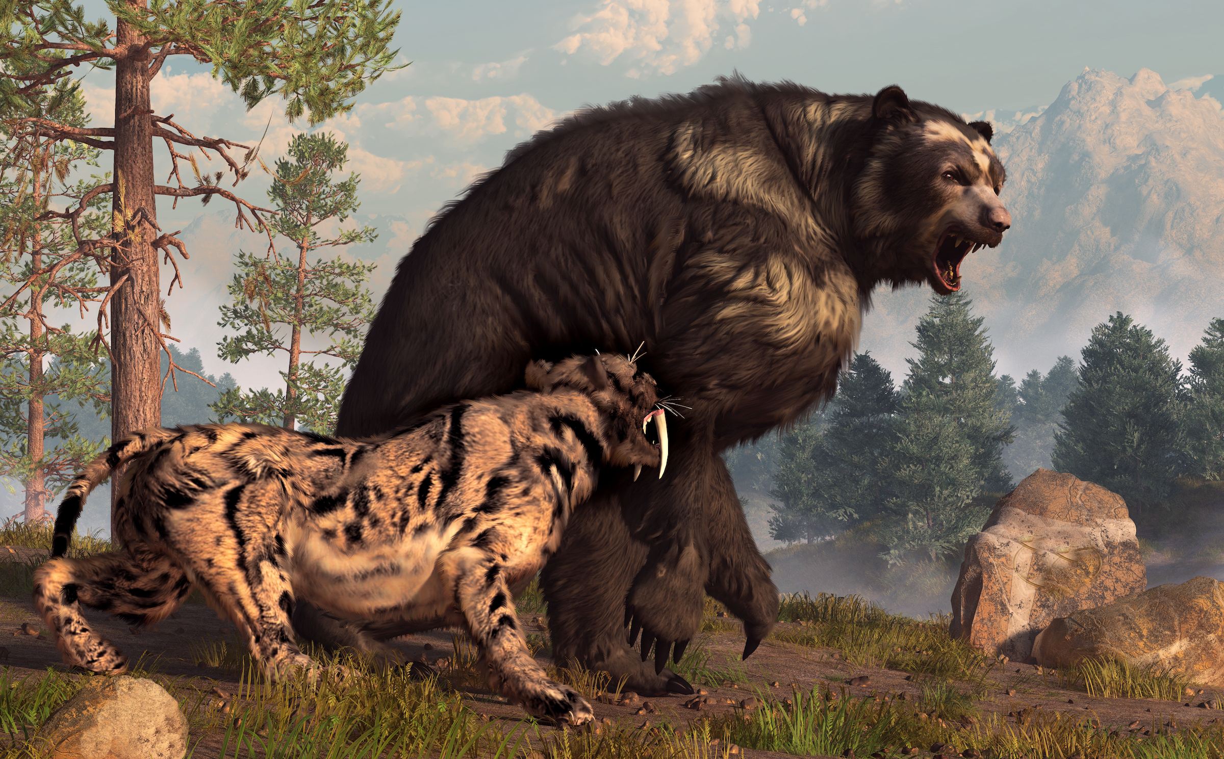 Une illustration d'un ours à face courte défendant son territoire contre un chat à dents de sabre au cours de la dernière période glaciaire.