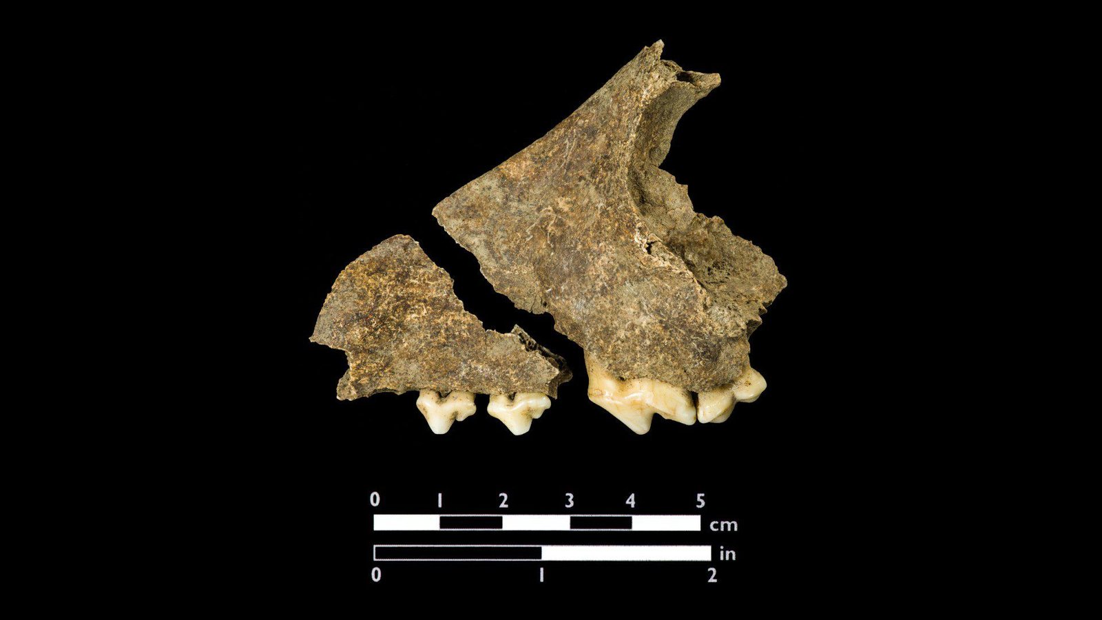 Les chercheurs ont pu obtenir de l'ADN de cet os de chien, révélant que, du moins du côté de sa mère, ce chien était d'ascendance indigène nord-américaine.  Photo publiée avec l'aimable autorisation de la Jamestown Rediscovery Foundation (Preservation Virginia)