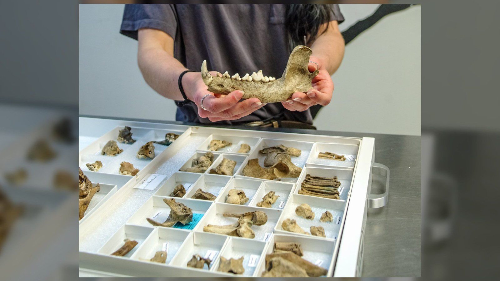 Chien reste vu dans le laboratoire de redécouverte de Jamestown.  Photo publiée avec l'aimable autorisation de la Jamestown Rediscovery Foundation (Preservation Virginia)