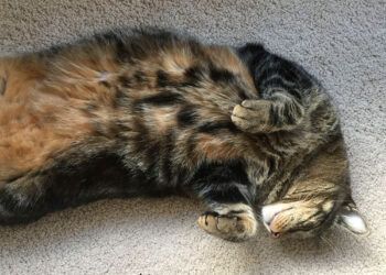 Dimanche avec des onglets le chat, mascotte de blog de maquillage et de beauté, vol.  705
