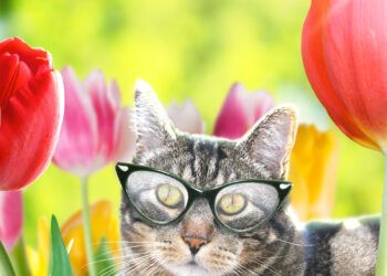 Dimanche avec des onglets le chat, mascotte de blog de maquillage et de beauté, Vol.  706