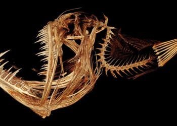 Baudroie : biologie, bioluminescence et cycle de vie