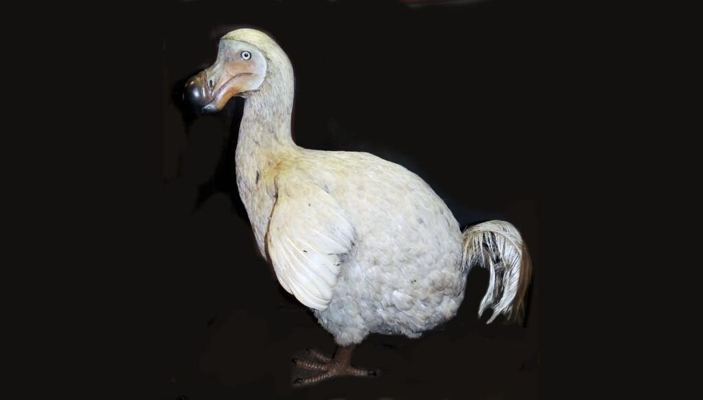 Faits sur le dodo | Sciences en direct – Thebuzzly