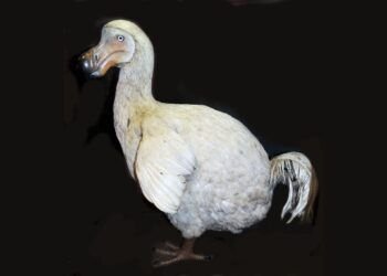Faits sur le dodo | Sciences en direct