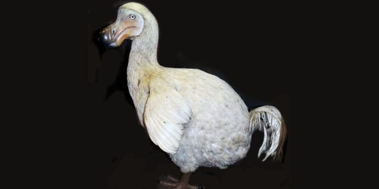 Faits sur le dodo | Sciences en direct – Thebuzzly