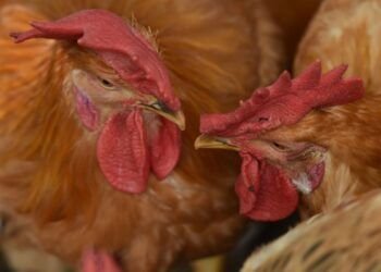 1er cas humain de grippe aviaire H3N8 signalé chez un garçon de 4 ans en Chine