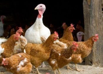 La souche de grippe aviaire H5N1 frappe la 1ère personne aux États-Unis