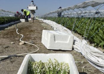 Des réfugiés et des demandeurs d'asile participent à la collecte de muguet