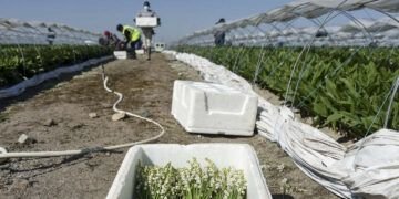 Des réfugiés et des demandeurs d'asile participent à la collecte de muguet