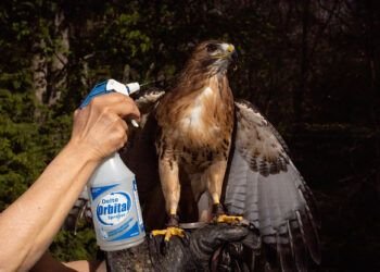 La fauconnerie est un mariage parfait d’environnement et de beauté