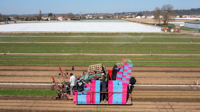 Des jardiniers installent des tunnels en plastique dans une parcelle de mâche à Saint-Julien-de-Conseil (Loire-Atlantique), le 24 mars 2022.