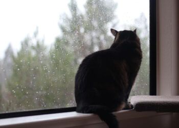 Sundays With Tabs the Cat, Makeup and Beauty Blog Mascotte, Vol. 707