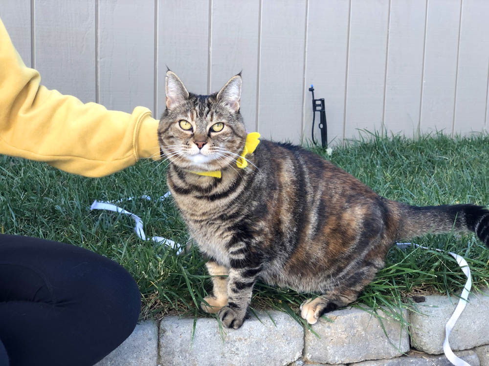 Sundays With Tabs the Cat, Makeup and Beauty Blog Mascotte, Vol. 708