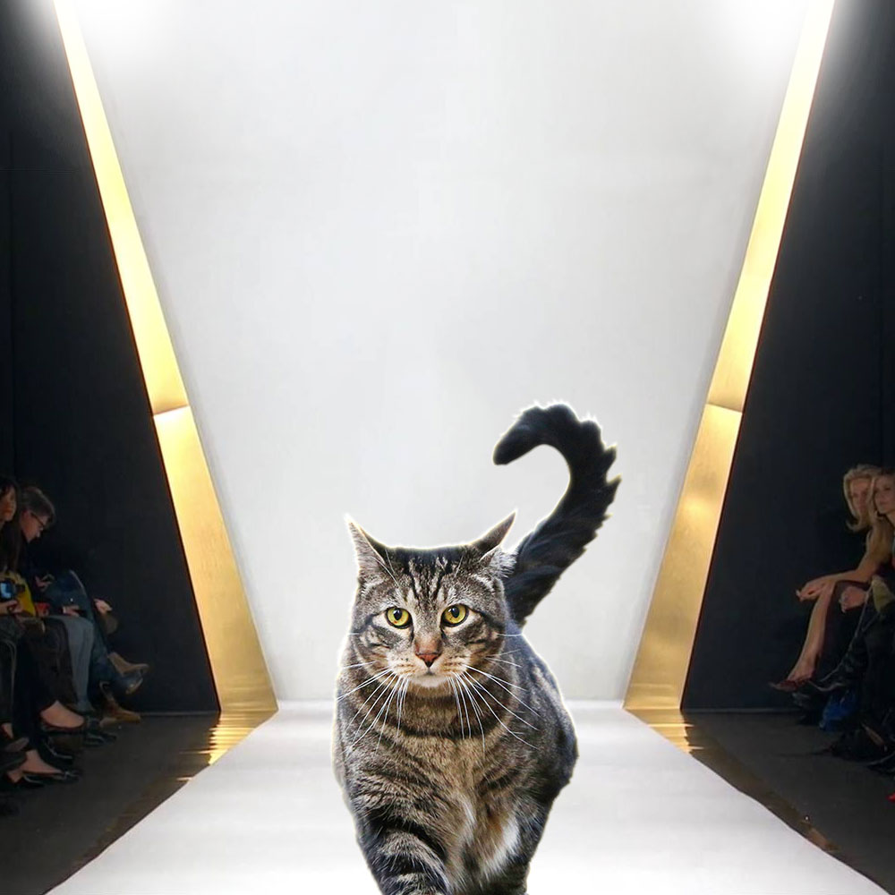 Sundays With Tabs the Cat, Makeup and Beauty Blog Mascotte, Vol. 708