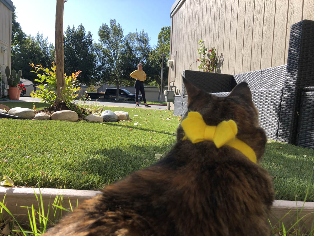 Sundays With Tabs the Cat, Makeup and Beauty Blog Mascotte, Vol. 708