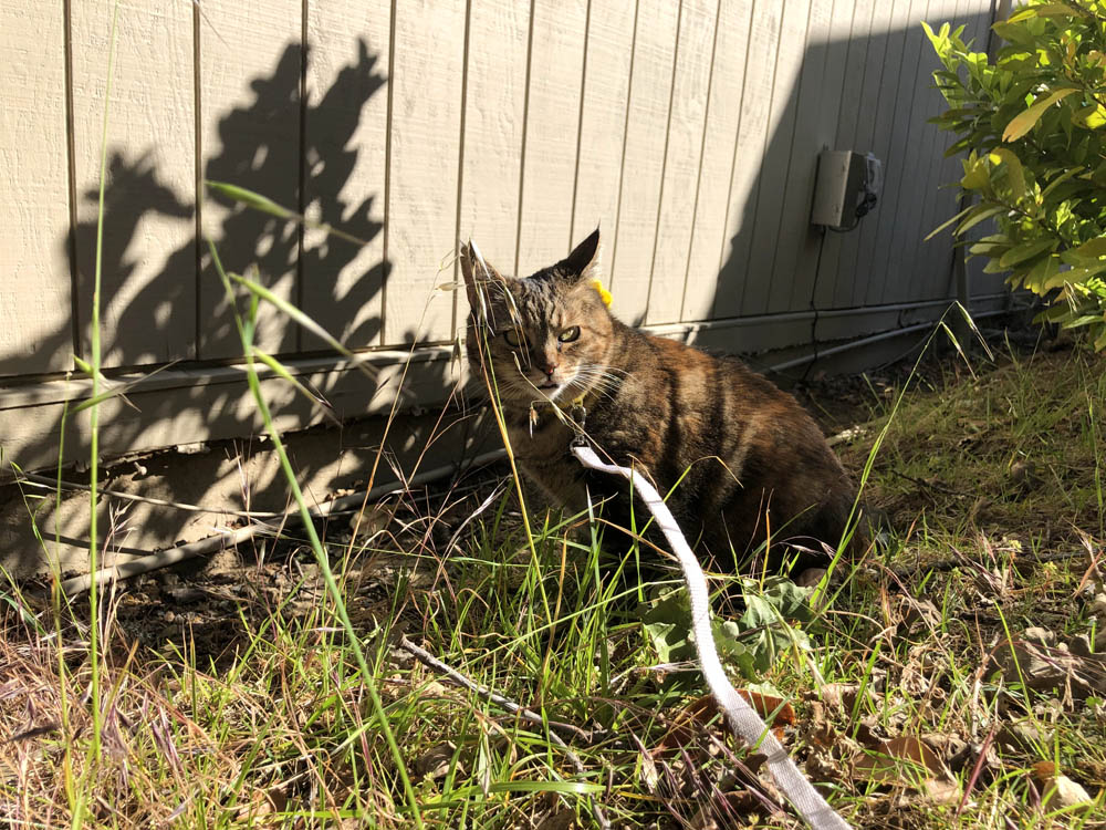 Sundays With Tabs the Cat, Makeup and Beauty Blog Mascotte, Vol. 708