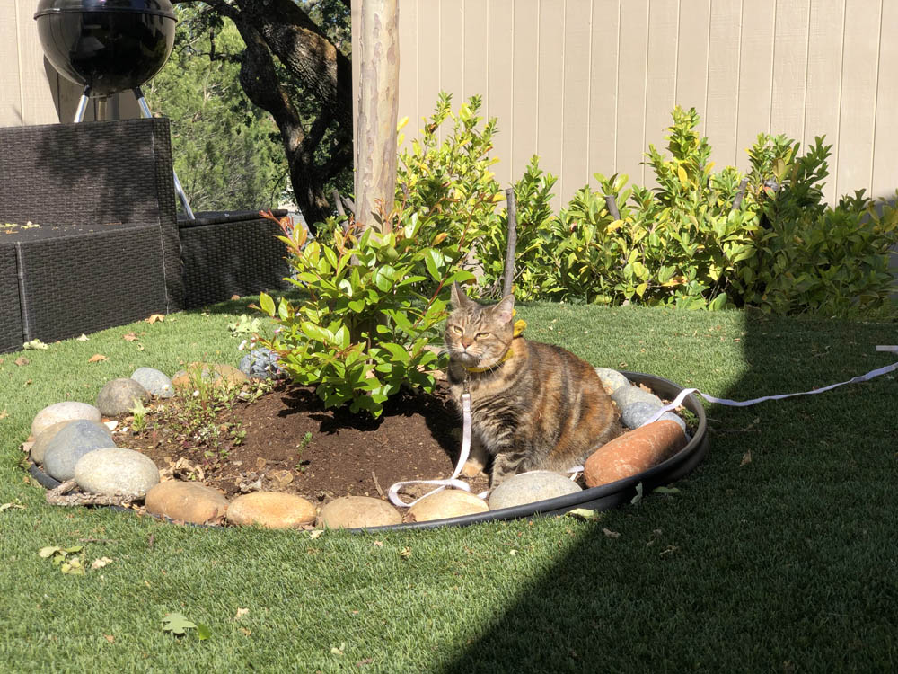 Sundays With Tabs the Cat, Makeup and Beauty Blog Mascotte, Vol. 708