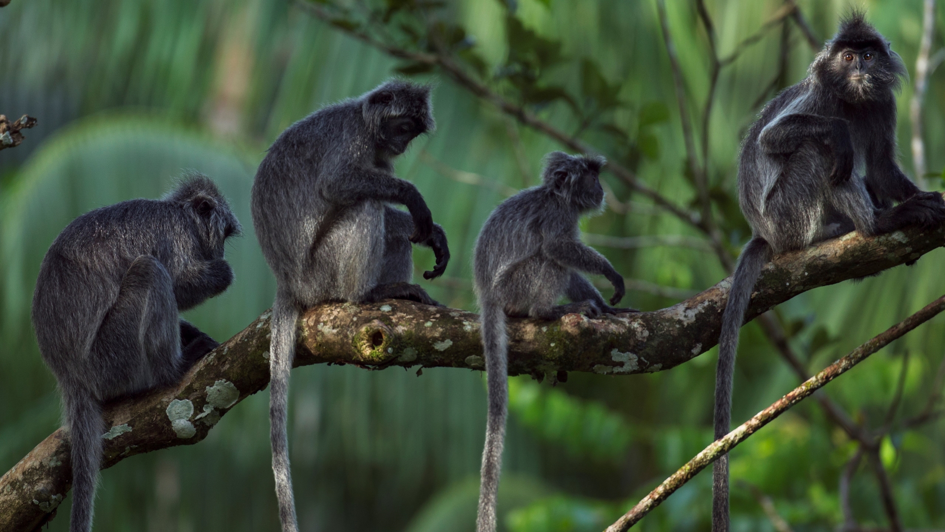 Un groupe de langurs argentés, également connus sous le nom de lutungs argentés, assis sur une branche à Bornéo.