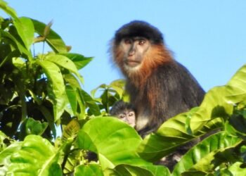 Bornéo a un « singe mystère » hybride, et les chercheurs sont inquiets