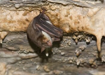 Les chauves-souris disent aux prédateurs de « bourdonner » - littéralement