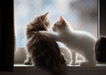 Les chats se souviennent du nom de leurs amis