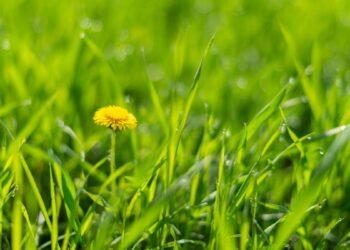 Pourquoi l'herbe est-elle verte ?  |  Sciences en direct
