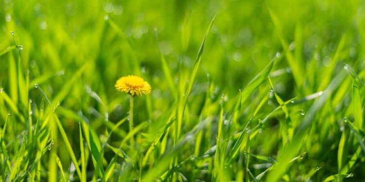 Pourquoi l'herbe est-elle verte ?  |  Sciences en direct