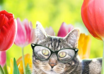 Dimanche avec des onglets le chat, mascotte de blog de maquillage et de beauté, Vol.  711