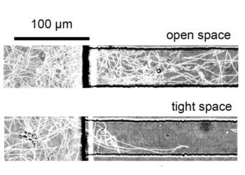 bactéries université d’hawaï lynch et al aldkjsalkdasj