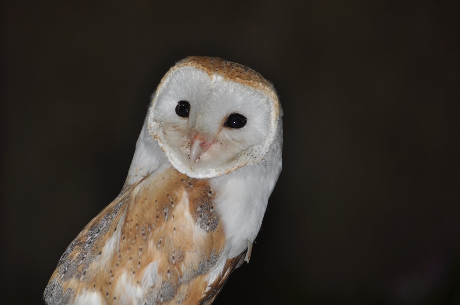 photo d’un hibou des granges (Tyto alba)