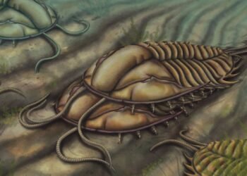 Les trilobites ont disparu depuis longtemps, mais un fossile rare révèle comment ils se sont accouplés