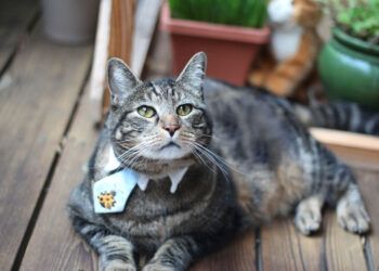 Sundays With Tabs the Cat, Makeup and Beauty Blog Mascotte, Vol. 708