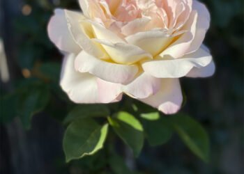 Surf du samedi 28 mai 2022 !