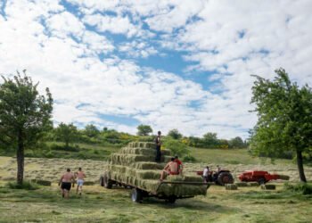 En Ardèche, les gars du coin assurent la relève agricole