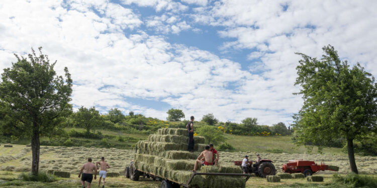 En Ardèche, les gars du coin assurent la relève agricole