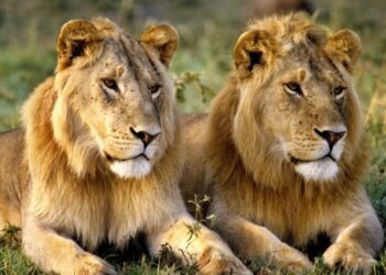 Lions : faits, comportements et actualités