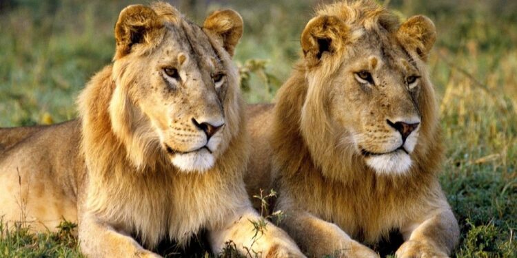 Lions : faits, comportements et actualités 
