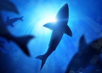 Les grands requins blancs pourraient avoir conduit le mégalodon à l'extinction