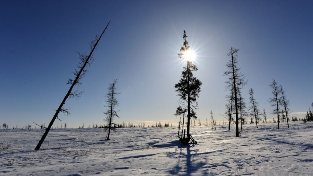 1654573164 La Toundra Siberienne Pourrait Disparaitre En Moins De 500 Ans La toundra sibérienne pourrait disparaître en moins de 500 ans