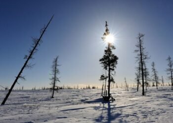 La toundra sibérienne pourrait disparaître en moins de 500 ans