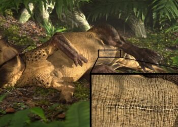 Dino avec un trou du cul «parfait et unique» avait également le plus ancien nombril connu de la science