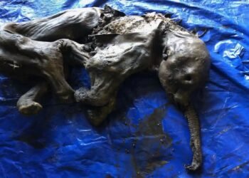 Un chercheur d'or canadien découvre un bébé mammouth momifié de 30 000 ans