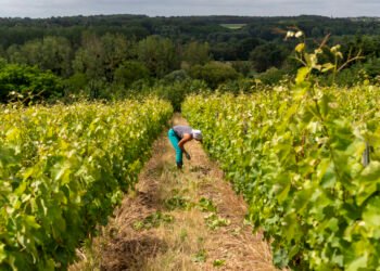 Dans la campagne de Sologne et de Touraine, une agriculture aux saveurs bulgares