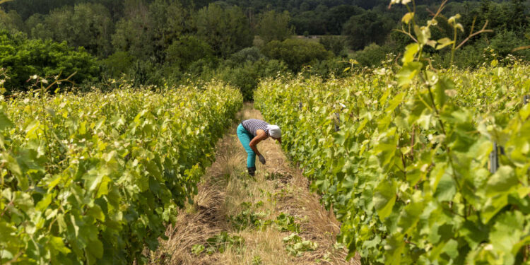 Dans la campagne de Sologne et de Touraine, une agriculture aux saveurs bulgares