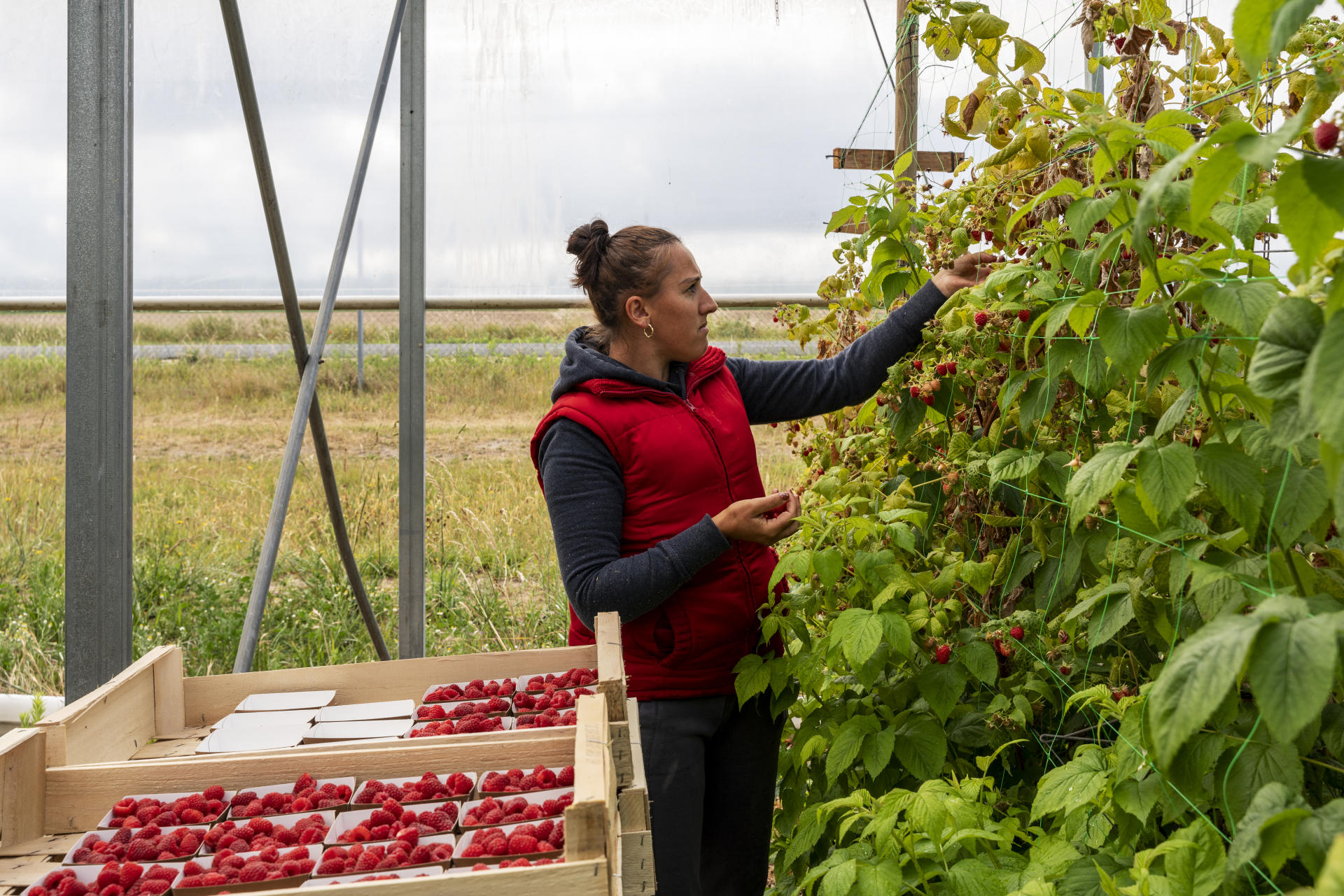 Des saisonniers bulgares cueillent des fraises et des framboises, à Contres (Loir-et-Cher), le 8 juin 2022.