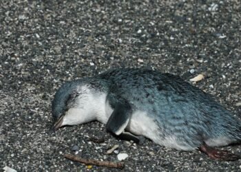 Des centaines de pingouins parmi les plus petits du monde ont mystérieusement échoué.  Qu'est-ce qui les a tués ?