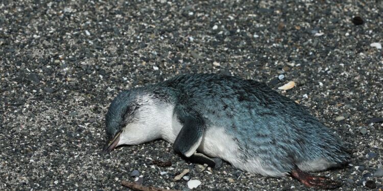 Des centaines de pingouins parmi les plus petits du monde ont mystérieusement échoué.  Qu'est-ce qui les a tués ?