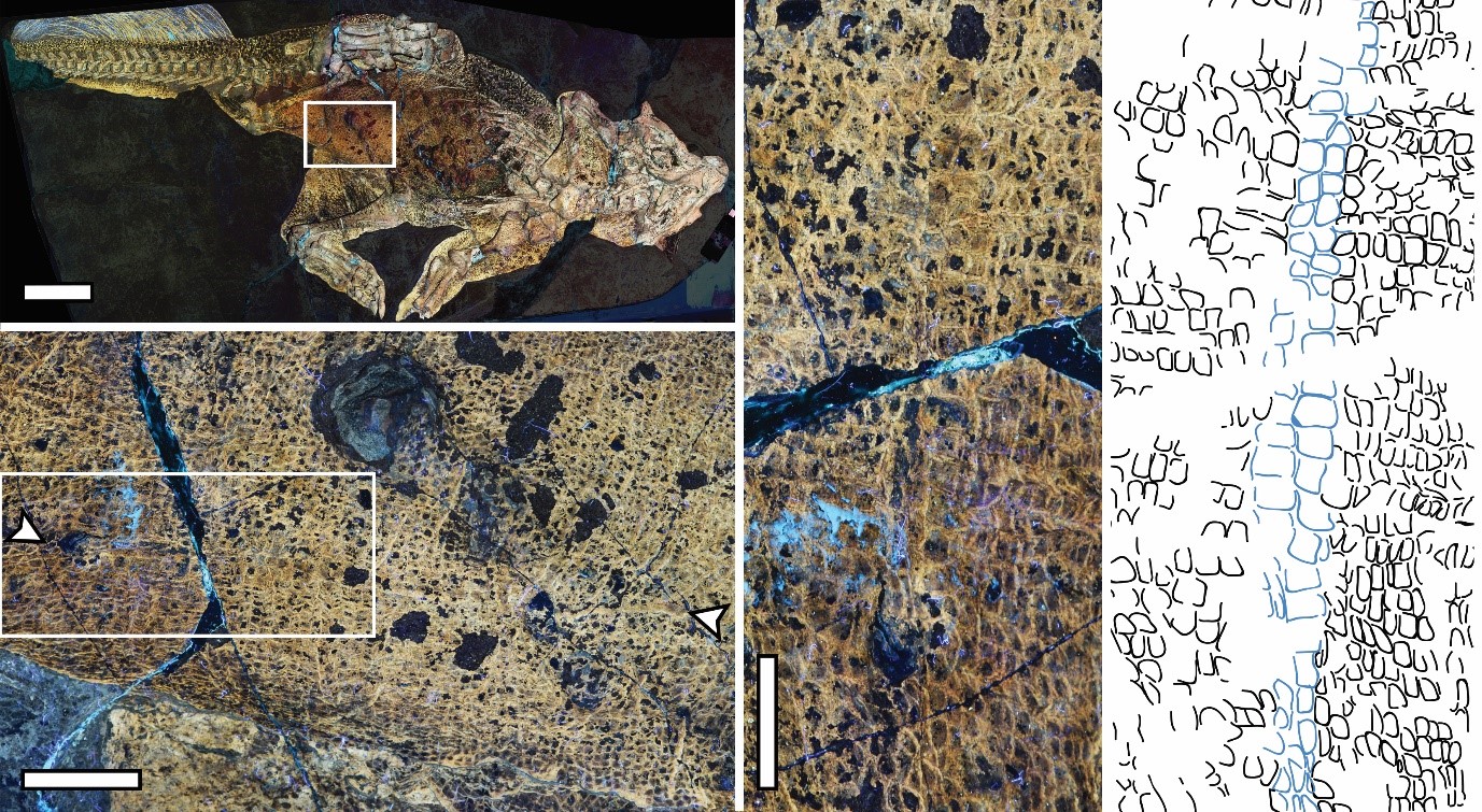 La région de l'abdomen de l'ancien animal où la cicatrice ombilicale a été trouvée