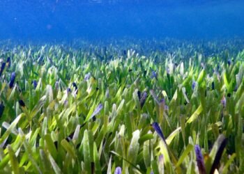 Le plus grand clone du monde est une prairie d'herbes marines «immortelle» de 77 milles carrés